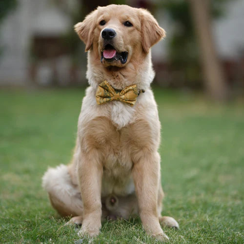 Care for your PET